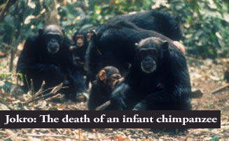 Jokro: The death of an infant chimpanzee